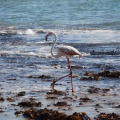 56 flamingo birdisland 13