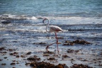 56 flamingo birdisland 13